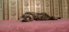 Foto №3. Junge Katze Masyanya sucht eine Familie.. Russische Föderation