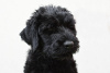 Foto №1. russischer schwarzer terrier - zum Verkauf in der Stadt Jaworze | verhandelt | Ankündigung № 68219