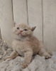 Foto №3. Britische Kurzhaar-Kätzchen zur Adoption. Frankreich