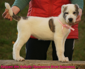 Zusätzliche Fotos: Zentralasiatischer Schäferhund Puppy White-Tiger Girl