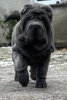 Foto №2 zu Ankündigung № 88677 zu verkaufen shar-pei - einkaufen Polen quotient 	ankündigung