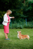 Zusätzliche Fotos: Welsh Corgi Pembroke Welpen von Champion