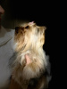 Foto №1. Paarung Service - züchten: yorkshire terrier. Preis - verhandelt