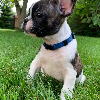 Foto №3. Welpen des French Bulldog Kennel Club. Schweden