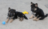Foto №4. Ich werde verkaufen deutscher schäferhund in der Stadt Nice. vom kindergarten - preis - 700€