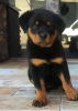 Foto №1. rottweiler - zum Verkauf in der Stadt Marseille | verhandelt | Ankündigung № 58295