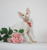 Foto №2 zu Ankündigung № 44549 zu verkaufen devon rex - einkaufen Russische Föderation züchter