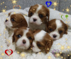 Foto №2 zu Ankündigung № 36948 zu verkaufen cavalier king charles spaniel - einkaufen Weißrussland züchter