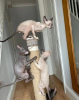 Foto №1. cornish rex - zum Verkauf in der Stadt Брауншвейг | 331€ | Ankündigung № 125127