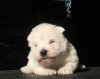 Foto №2 zu Ankündigung № 70811 zu verkaufen west highland white terrier - einkaufen Russische Föderation quotient 	ankündigung, vom kindergarten, züchter