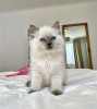 Foto №1. ragdoll-katze - zum Verkauf in der Stadt New York | 379€ | Ankündigung № 102887