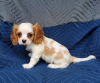 Foto №1. cavalier king charles spaniel - zum Verkauf in der Stadt Афины | 250€ | Ankündigung № 98639