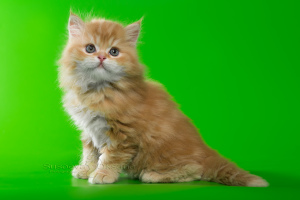 Zusätzliche Fotos: Schottische Kätzchen - roter Marmorjunge