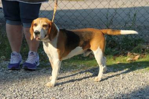 Foto №1. Paarung Service - züchten: beagle. Preis - 600€