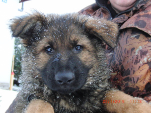 Foto №2 zu Ankündigung № 818 zu verkaufen deutscher schäferhund - einkaufen Weißrussland züchter