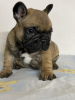 Zusätzliche Fotos: Französische Bulldogge Aus dem Hause Don