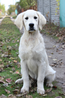 Zusätzliche Fotos: Golden Retriever Welpen