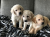 Foto №2 zu Ankündigung № 100172 zu verkaufen golden retriever - einkaufen Deutschland quotient 	ankündigung, vom kindergarten, züchter