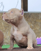 Foto №2 zu Ankündigung № 99365 zu verkaufen american bully - einkaufen Russische Föderation quotient 	ankündigung