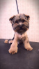 Foto №2 zu Ankündigung № 97740 zu verkaufen yorkshire terrier - einkaufen Deutschland quotient 	ankündigung