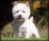 Zusätzliche Fotos: Kennel bietet West Highland White Terrier-Welpen an