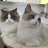 Foto №1. ragdoll-katze - zum Verkauf in der Stadt Гамбург | 220€ | Ankündigung № 115741