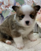 Foto №3. AKc registrierte Corgi-Welpen zum Verkauf Business WhatsApp 37256062792. Finnland