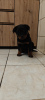 Foto №2 zu Ankündigung № 126692 zu verkaufen rottweiler - einkaufen Polen quotient 	ankündigung