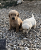 Foto №3. Golden Retrievers Puppies for adoption. Deutschland