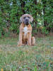 Foto №3. Cane Corso Italiano Welpen (FCI). Polen