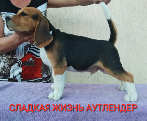 Foto №1. beagle - zum Verkauf in der Stadt Magnitogorsk | 336€ | Ankündigung № 2685
