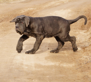 Foto №1. mastino napoletano - zum Verkauf in der Stadt Nizhny Novgorod | verhandelt | Ankündigung № 3041