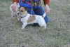 Zusätzliche Fotos: Jack Russell Terrier Welpen zu verkaufen