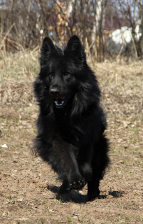 Foto №4. Ich werde verkaufen deutscher schäferhund in der Stadt Nizhny Novgorod. quotient 	ankündigung - preis - 349€