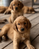 Foto №2 zu Ankündigung № 110036 zu verkaufen golden retriever - einkaufen Deutschland 