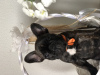 Foto №2 zu Ankündigung № 23871 zu verkaufen französische bulldogge - einkaufen Lettland züchter