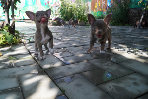 Foto №2 zu Ankündigung № 2773 zu verkaufen chihuahua - einkaufen Ukraine vom kindergarten