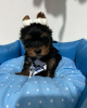 Foto №2 zu Ankündigung № 43046 zu verkaufen yorkshire terrier - einkaufen Finnland züchter