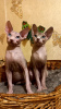 Foto №2 zu Ankündigung № 13651 zu verkaufen sphynx cat - einkaufen Ukraine vom kindergarten