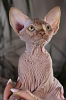Foto №4. Ich werde verkaufen sphynx cat in der Stadt Kharkov. vom kindergarten, züchter - preis - 1522€
