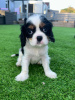 Foto №2 zu Ankündigung № 90318 zu verkaufen cavalier king charles spaniel - einkaufen Deutschland quotient 	ankündigung