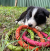 Foto №2 zu Ankündigung № 47505 zu verkaufen border collie - einkaufen Österreich quotient 	ankündigung