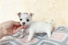 Foto №3. Entzückende Chihuahua-Welpen zur kostenlosen Adoption. Deutschland