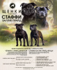Foto №1. staffordshire bull terrier - zum Verkauf in der Stadt Kaliningrad | 616€ | Ankündigung № 74564