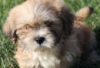 Foto №2 zu Ankündigung № 126953 zu verkaufen lhasa apso - einkaufen Deutschland quotient 	ankündigung