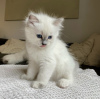 Foto №2 zu Ankündigung № 105638 zu verkaufen ragdoll-katze - einkaufen USA quotient 	ankündigung, züchter