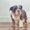 Foto №2 zu Ankündigung № 112246 zu verkaufen englische bulldogge - einkaufen Österreich quotient 	ankündigung