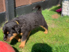 Foto №3. Rottweiler Welpen. Deutschland