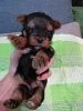 Foto №4. Ich werde verkaufen biewer terrier, yorkshire terrier in der Stadt Tallinn. quotient 	ankündigung, züchter - preis - 450€