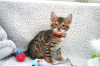 Foto №3. Leidenschaftliche Bengalkatzen-Kätzchen zur Adoption in ein liebevolles Zuhause. USA